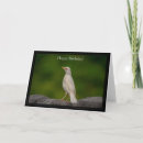 Search for robin bird birthday cards Animal