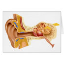 Search for human ear postcards Tympanic membrane
