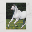 Search for grassy postcards Horse