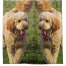 Search for goldendoodle home living poodle
