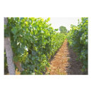 Search for viticulture posters Agriculture