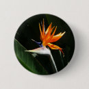 Search for orange flowers badges Nature