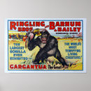Search for barnum Ringling
