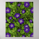 Search for morning glory art Botanical