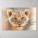 Search for lion image posters Wild animal