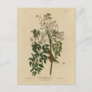 Search for eis postcards Illustration