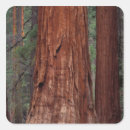 Search for tree bark stickers Environment