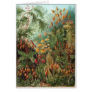 Search for ernst postcards 1904