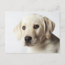 Search for blonde postcards Photography