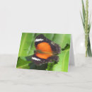 Search for tropical butterfly cards Nature