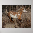 Search for bashkir Breed