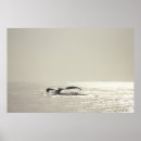 Search for fins photography Vintage