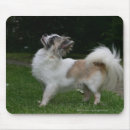 Search for bob hair electronics Chihuahua