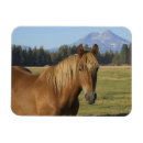 Search for horse ranch magnets Superstock