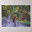 Search for abyssinian posters Cats