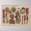 Search for blood art Anatomy