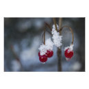 Search for festive red art Nature