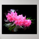 Search for azaleas posters Bloom