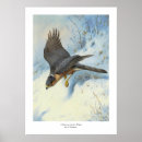 Search for flight art Watercolor
