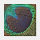Search for peacock feathers magnets Animal