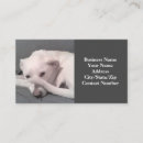 Search for tails business cards Unique