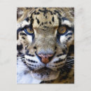 Search for big spots postcards Leopard