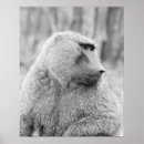 Search for baboon art African