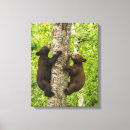 Search for climbing canvas prints Black bear