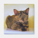 Search for tortoiseshell magnets Cat