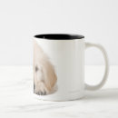 Search for golden retriever puppies mugs Animal