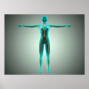 Search for female anatomy posters Medical