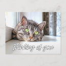 Search for thinking cat postcards Animals