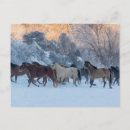 Search for horse ranch postcards Danita delimont