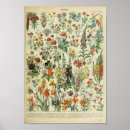 Search for vintage botany posters Flora