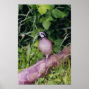 Search for quail posters Bobwhite