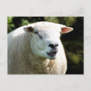 Search for rams postcards Sheep