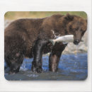 Search for catch fish electronics Wildlife