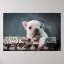 Search for purebred dog posters Canine