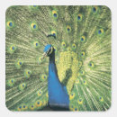 Search for peacock tail stickers Wildlife