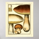 Search for edible mushroom posters Vintage