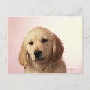 Search for golden retriever puppies postcards Photography