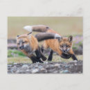 Search for baby fox postcards Animals in the wild