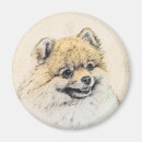Search for spitz magnets Pomeranian