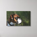 Search for boxer dog canvas prints Headshot