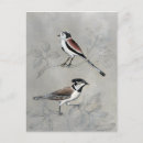 Search for silver postcards Animals