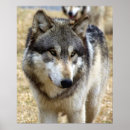 Search for wolf portrait posters Animal