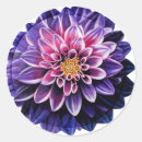 Search for pink dahlia stickers Nature