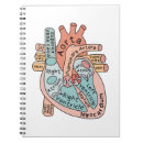 Search for anatomical heart Cardiology
