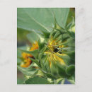 Search for macros postcards Blooming