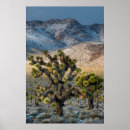 Search for death valley national park posters Mojave desert